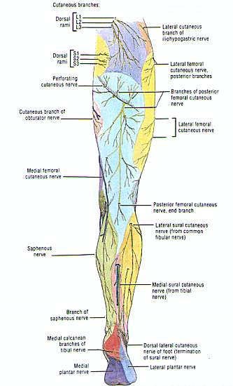 nerves in leg